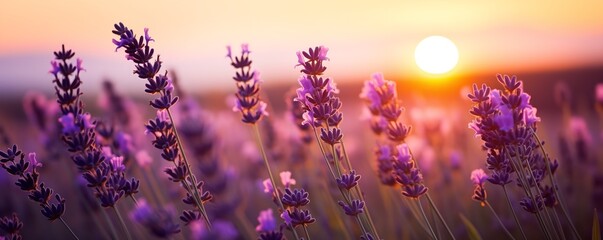 Gartenposter Blumen sunset in a field of lavender flowers landscape background  © Pedro