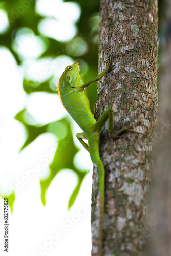 Lizard on Tree Trunk in Green Forest