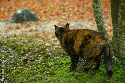 日本庭園の紅葉を眺める地域猫