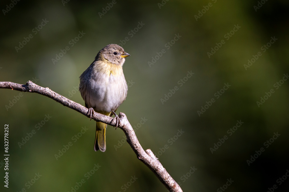 Fototapeta premium A female of Saffron Finch also known as Canario or Chirigue Azafranado under rain. Species Sicalis flaveola. Birdwatcher. bird lover. Birding. Yellowbird.
