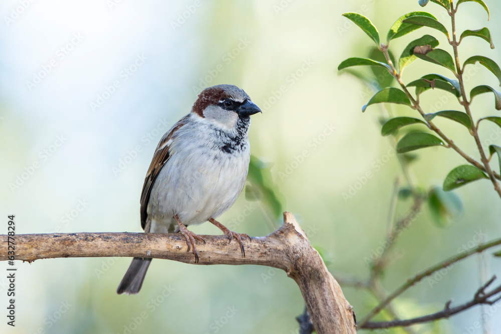 Naklejka premium The sparrow also know as Pardal or Gorrion singing perched on the branch. Species Passer domesticus. Animal world. Birdwatching.