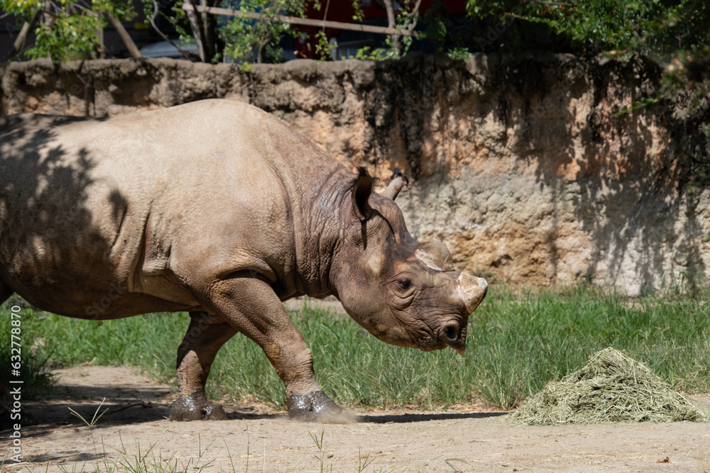 Obraz premium サイ