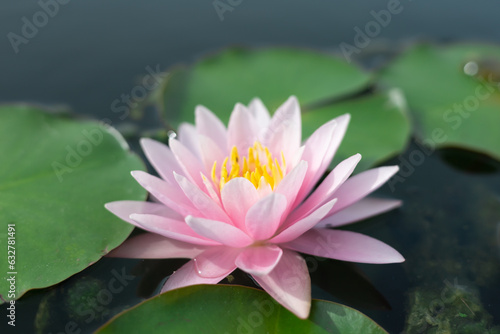 lotus flower ,beautiful flower