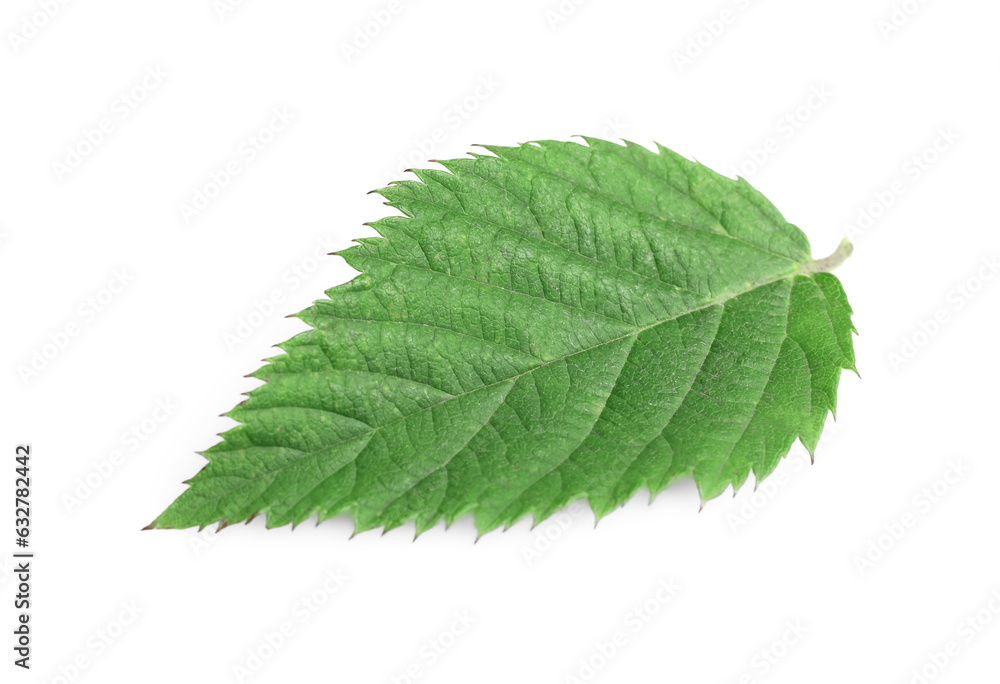 One fresh blackberry leaf isolated on white One fresh blackberry leaf isolated on white