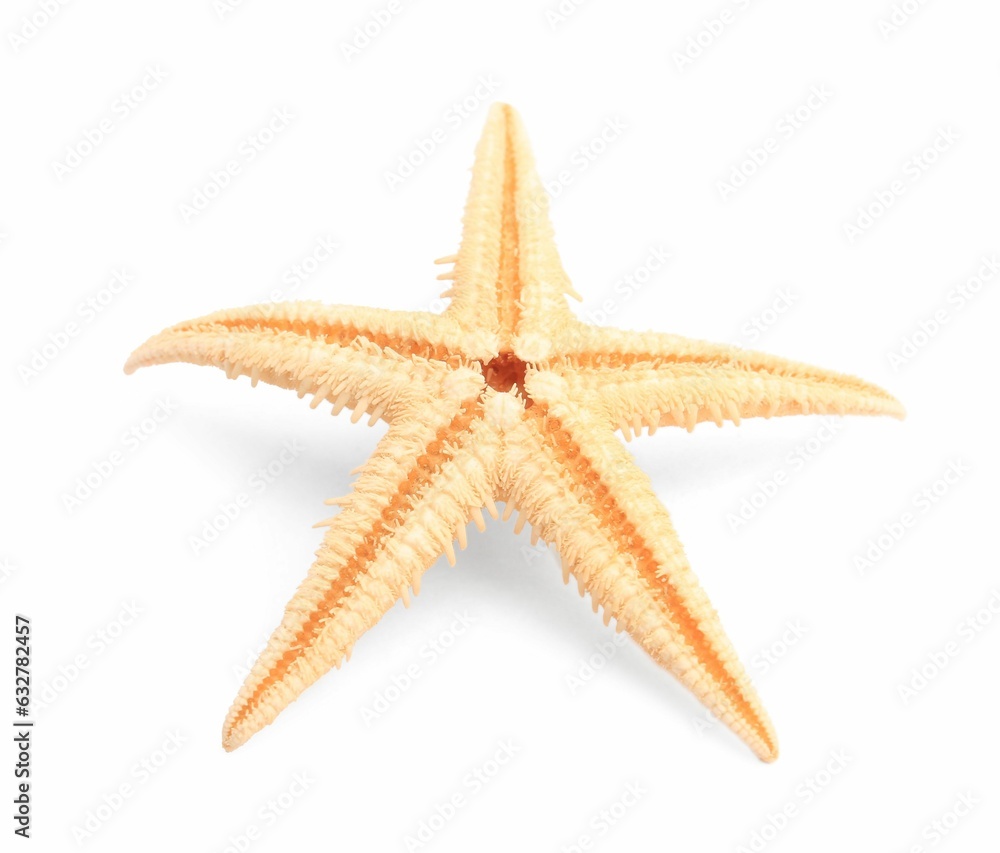 Beautiful sea star (starfish) isolated on white Beautiful sea star (starfish) isolated on white