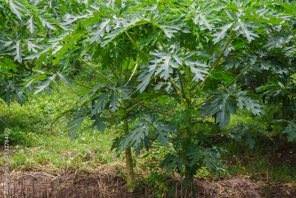 Papaya orchard in the rainy season. Papaya orchard in the rainy season.