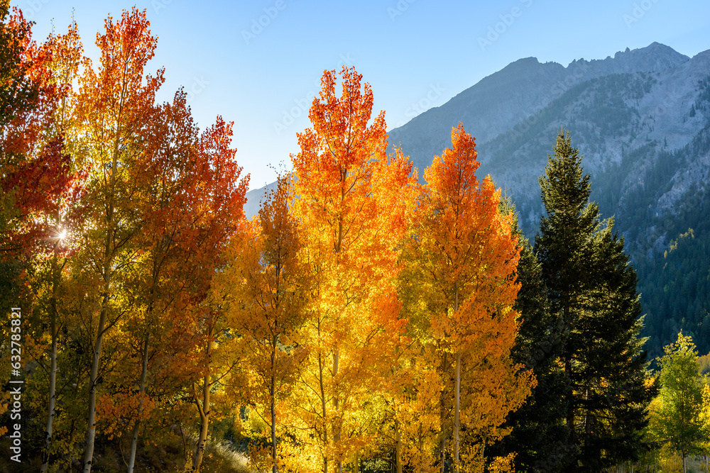Fototapeta premium Morning sun peaking through Aspen stand with a mountain background. 