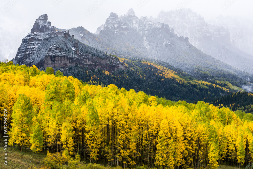 Aspen stand in front of mountains shrouded in mist. 