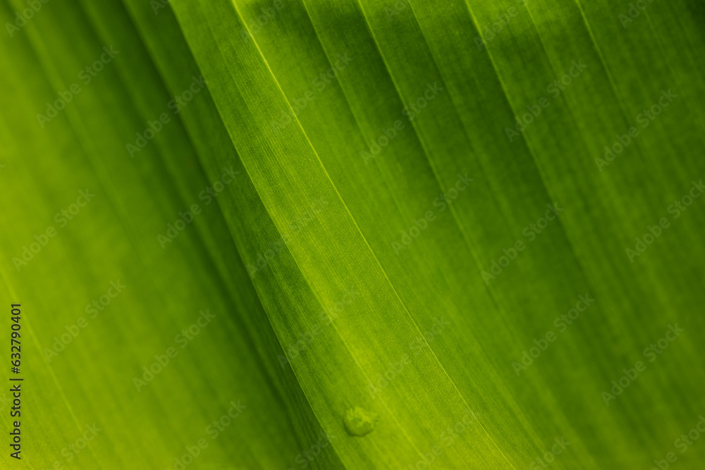 Green coloured Hosta plant leaf with obvious lines and textures in soft summer light Green coloured Hosta plant leaf with obvious lines and textures in soft summer light