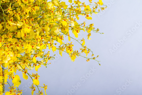 Cose up picture of flowers 