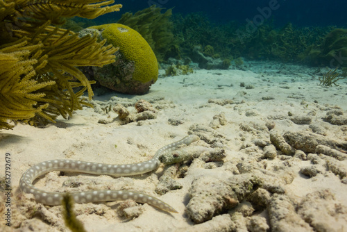 A sharp tail eel slithers along the ocean floor in the Caribbean Sea off the island of Bonaire