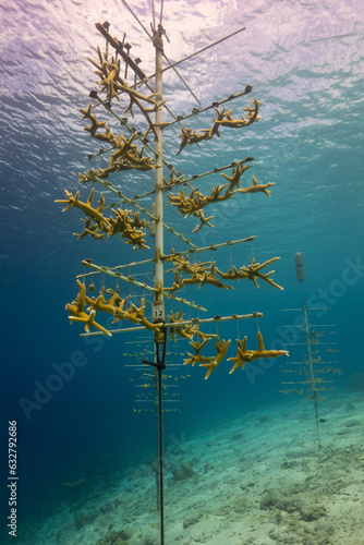Φωτογραφία Small corals growing in a coral restoration project underwater in the Caribbean