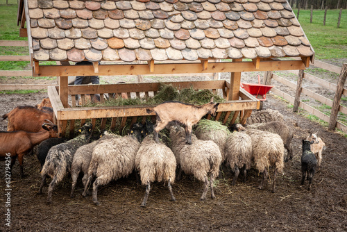 Crowd of sheep, along with goats, eating at a trough, in crowd, together, in a field in the Serbian countryside, known for the cattle production of muttons and other farm animals. photo