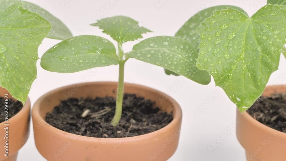 Cucumber seedlings in clay pots on a white background. Truck shot from left to right. Cucumber seedlings in clay pots on a white background. Truck shot from left to right.
