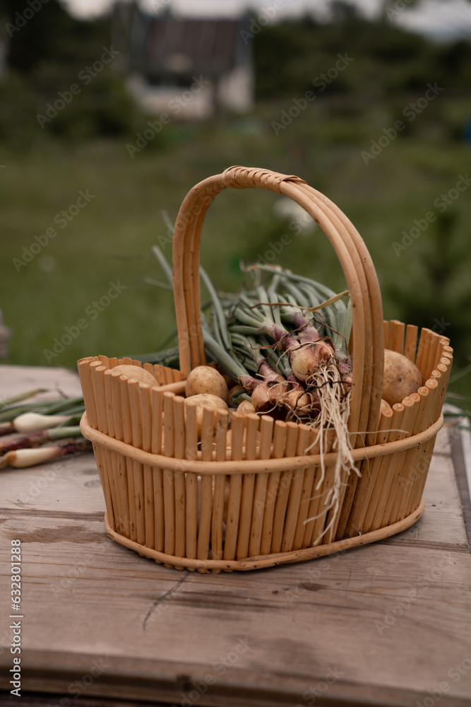 New potatoes in a basket and green onions. New potatoes in a basket and green onions.