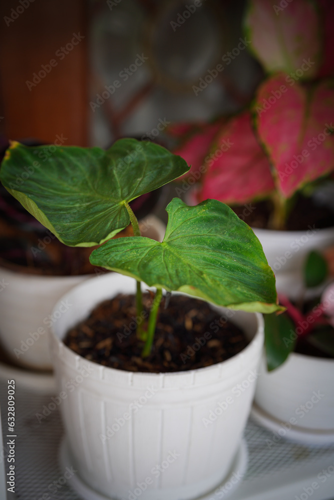 plant in a pot plant in a pot