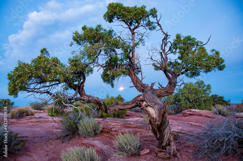 Old juniper tree with sun in the background