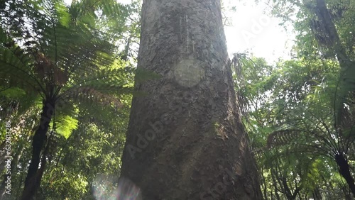 Giant tree inside trounson kauri park in New Zealand. photo