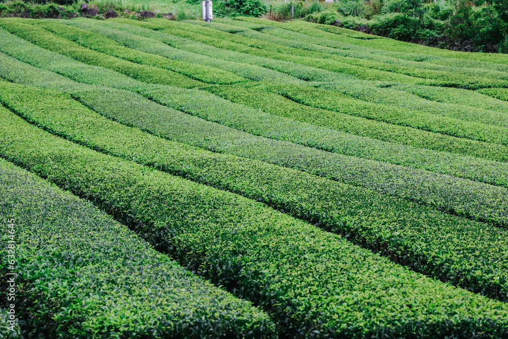 Osulloc Green Tea Farm Scenery in summer.