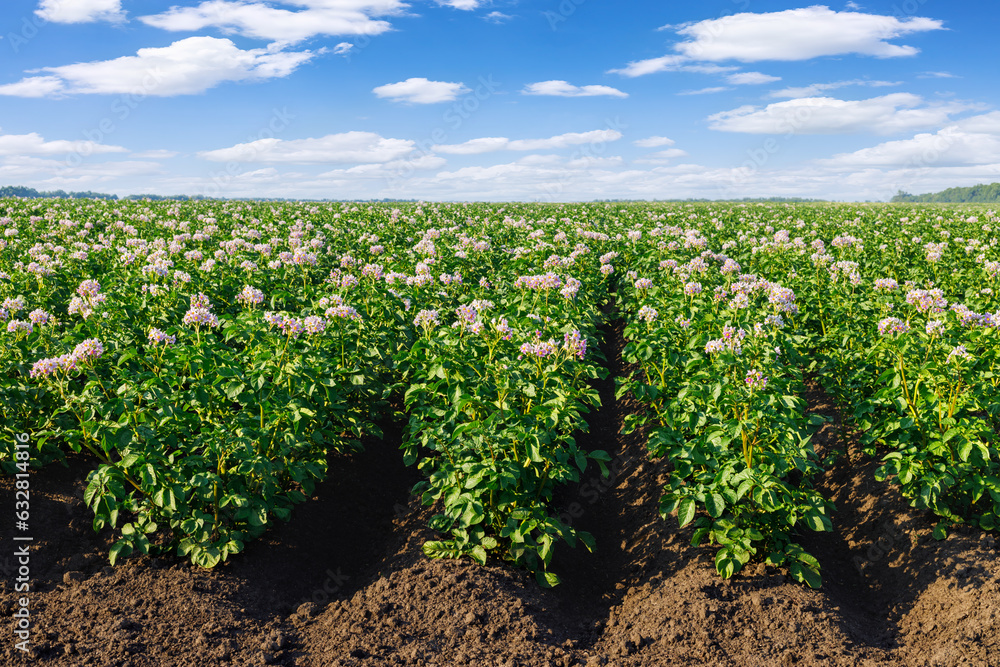closeup of blooming potato field with pink flowers