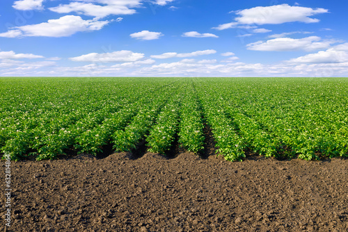 field of blooming potato and blue sky with clouds