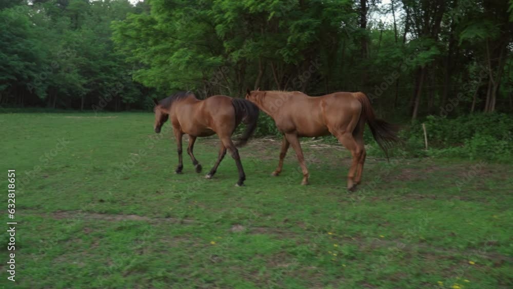 two brown young horses walk in forest meadow two brown young horses walk in forest meadow