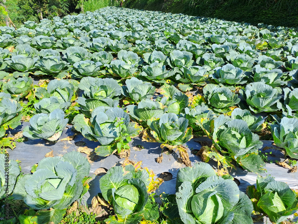 cabbage grows in the farmer field. white head cabbages cabbage grows in the farmer field. white head cabbages