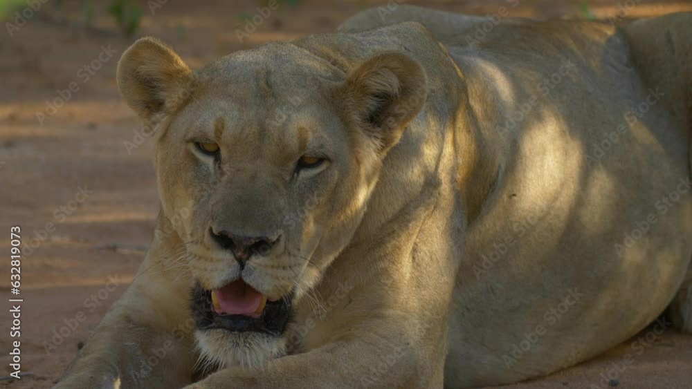 Lioness resting in shadow Savanna Lioness resting in shadow Savanna