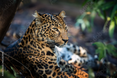 Close young leopard portrait in jungle © byrdyak