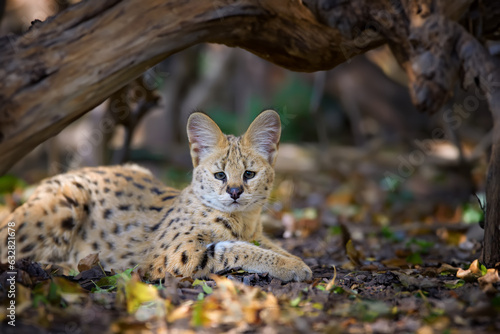 Close young serval cat (Felis serval) photo