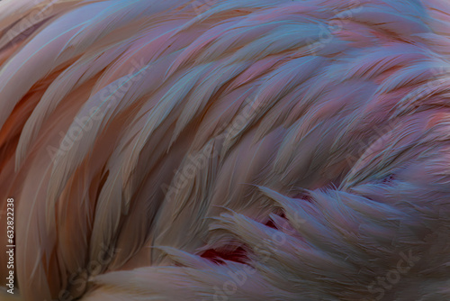 Pink flamingo feathers close up
