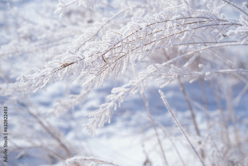 dawn on a snow-covered field amid grass. Snow and frost on the plants. Ice grass. Ice tale. Beautiful winter background with branches covered with hoarfrost. The plants are covered with frost. dawn on a snow-covered field amid grass. Snow and frost on the plants. Ice grass. Ice tale. Beautiful winter background with branches covered with hoarfrost. The plants are covered with frost.
