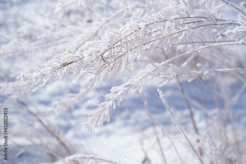 dawn on a snow-covered field amid grass. Snow and frost on the plants. Ice grass. Ice tale. Beautiful winter background with branches covered with hoarfrost. The plants are covered with frost. © Наталья некрасова