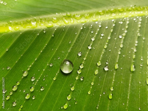 water drops on leaf after a rain