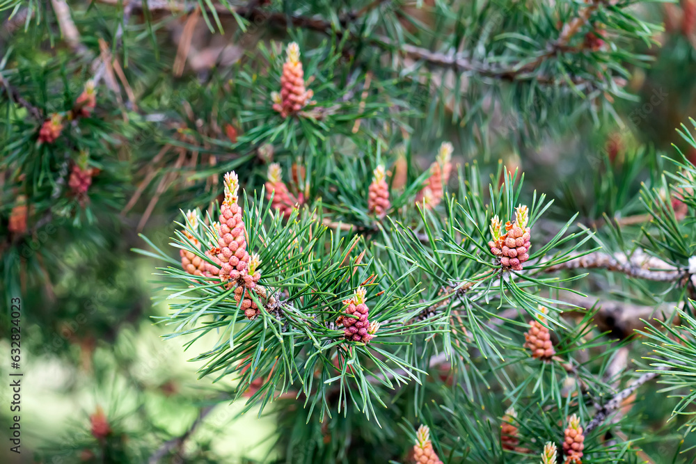 Mountain pine tree Pinus Mugo with buds, long branch and coniferous. Mughus pumilio cultivar dwarf. Composition pinaceae landscaping in japanese garden. Nature botanical concept. Close-up Mountain pine tree Pinus Mugo with buds, long branch and coniferous. Mughus pumilio cultivar dwarf. Composition pinaceae landscaping in japanese garden. Nature botanical concept. Close-up