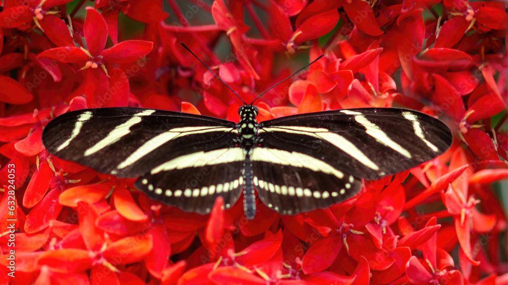Zebra Longwing dorsal view. Pacific Science Center's Butterfly House