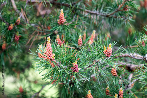 Mountain pine tree Pinus Mugo with buds, long branch and coniferous. Mughus pumilio cultivar dwarf. Composition pinaceae landscaping in japanese garden. Nature botanical concept. Close-up