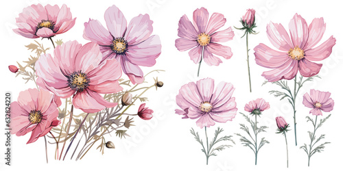 watercolor cosmos flower clipart for graphic resources