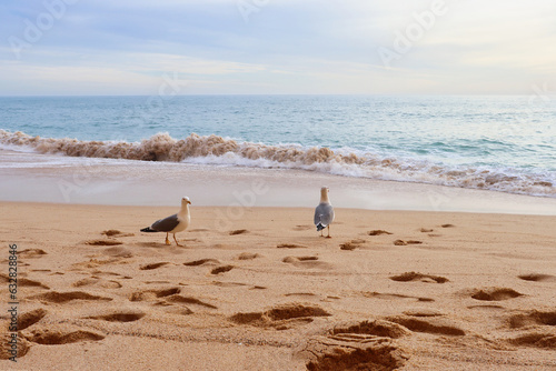 Two birds walking on a sandy beach in front of the ocean on a sunny afternoon in southern Portugal along the Seven Hanging Valleys Trail.