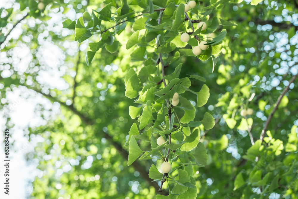 Ginkgo biloba, commonly known as ginkgo or gingko, maidenhair tree. is