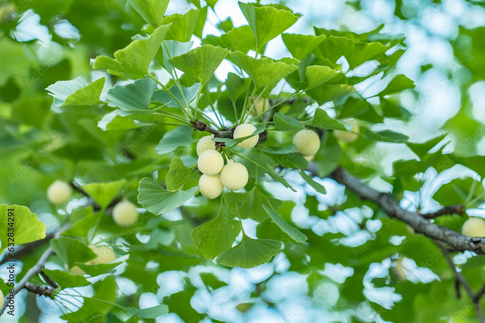 Ginkgo biloba, commonly known as ginkgo or gingko, maidenhair tree. is
