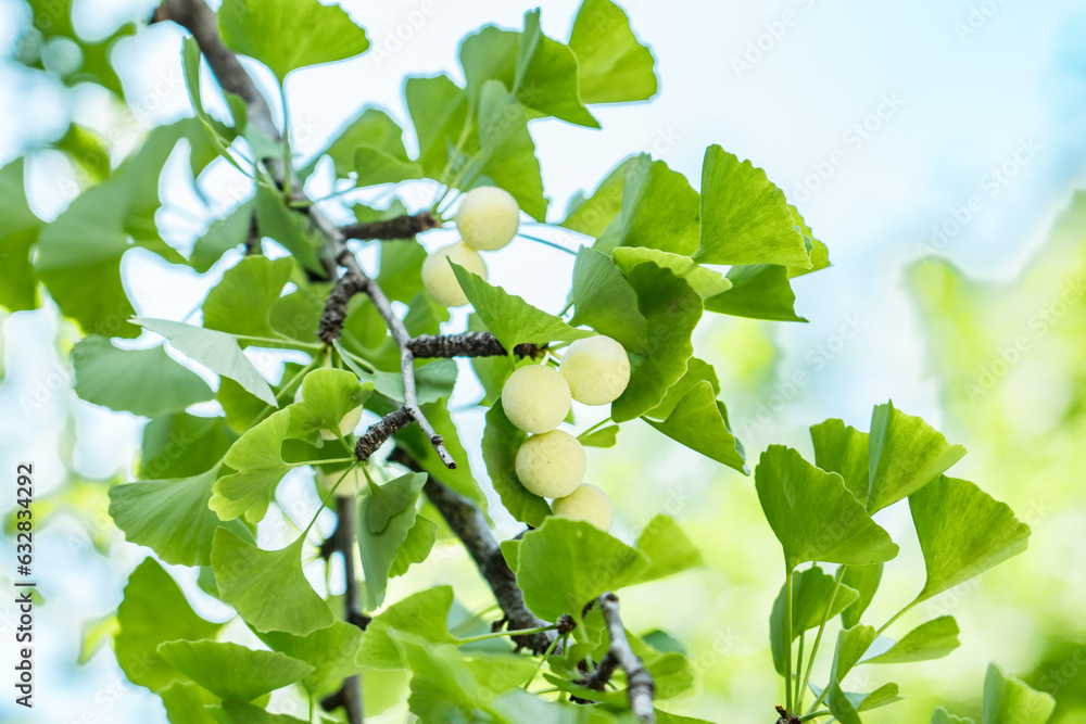 Ginkgo biloba, commonly known as ginkgo or gingko, maidenhair tree. is