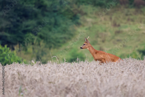 chevreuil dans les champs © Ludovic