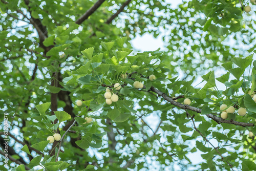 Ginkgo biloba, commonly known as ginkgo or gingko, maidenhair tree. is a species of gymnosperm tree native to China. Chengdu Wuhouci Museum. Wuhou Temple