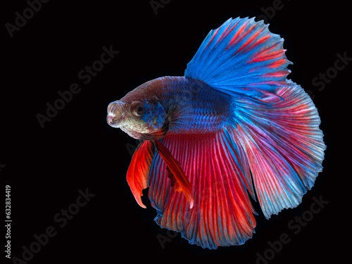 Colorful Siamese fighting fish on black background.