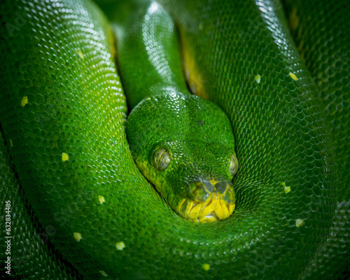 Detail of the head of a green tree python, Morelia viridis, a snake from Indonesia.
