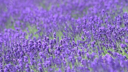 ラベンダー・富良野