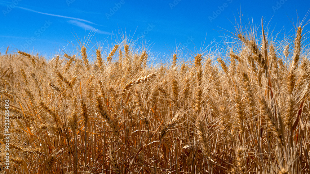 Obraz premium Landscape with warm colored yellow wheat crops on sunny day on rural farmland.