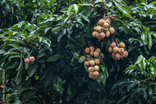 Canvas Print Lychee on the streets of Hejiang, Luzhou, Sichuan