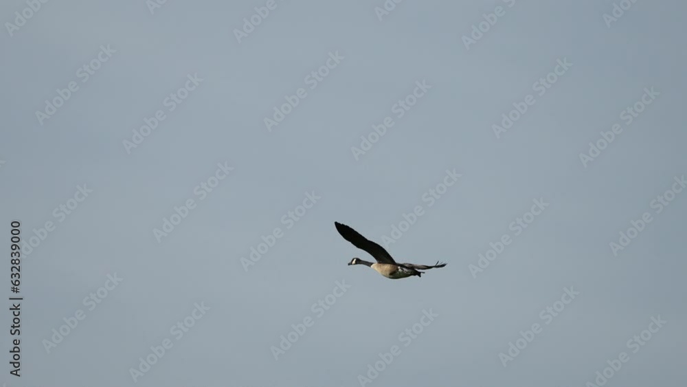 A Canadian goose winging it way through the semi cloudy sky in slow motion. A Canadian goose winging it way through the semi cloudy sky in slow motion.